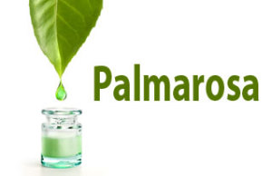 palmarosa